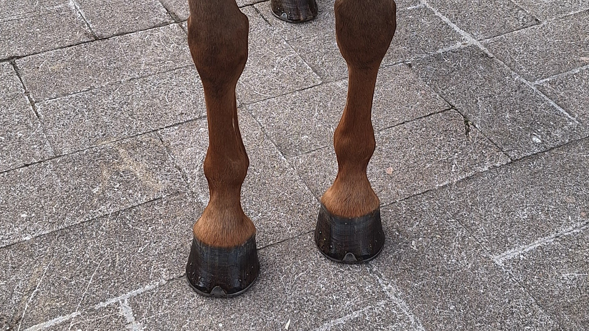 horse